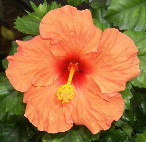 Photos von Blumenvarianten benutzt als: Topf und Beet Hibiscus rosa-sinensis Hanne