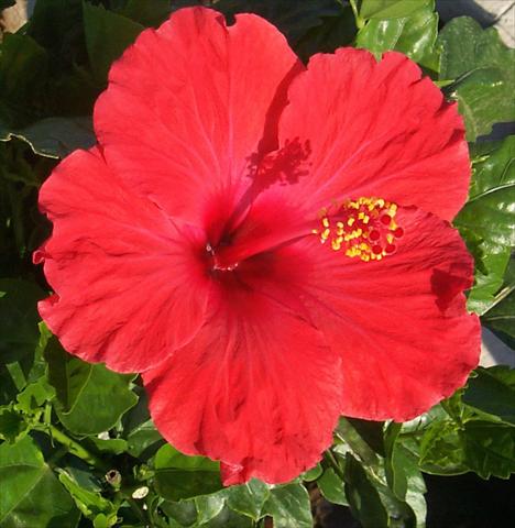Photos von Blumenvarianten benutzt als: Topf und Beet Hibiscus rosa-sinensis Holiday Red