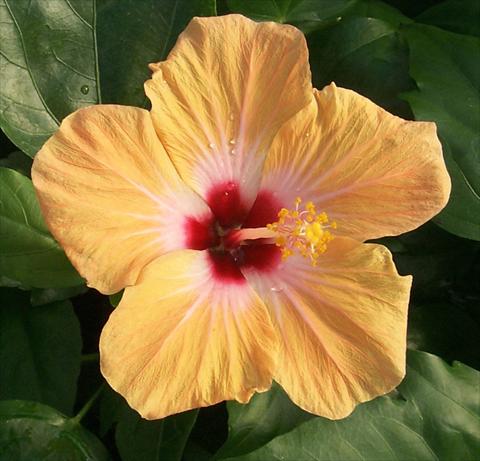 Photos von Blumenvarianten benutzt als: Topf und Beet Hibiscus rosa-sinensis Holiday Yellow