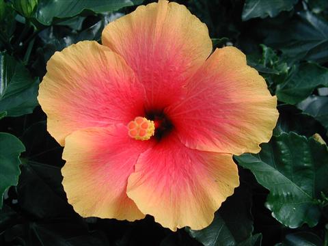 Photos von Blumenvarianten benutzt als: Topf und Beet Hibiscus rosa-sinensis Krista