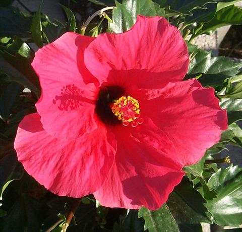 Photos von Blumenvarianten benutzt als: Topf und Beet Hibiscus rosa-sinensis Rosaly