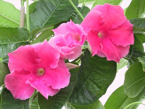 Photos von Blumenvarianten benutzt als: Terrasse, Topf Dipladenia (Mandevilla) Pink Velvet
