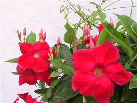 Photos von Blumenvarianten benutzt als: Terrasse, Topf Dipladenia (Mandevilla) Red Velvet Petite