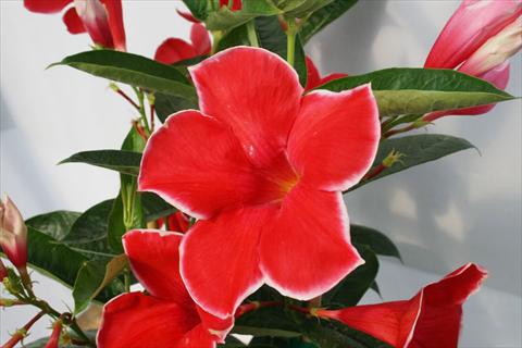 Photos von Blumenvarianten benutzt als: Terrasse, Topf Dipladenia (Mandevilla) Scarlet Red Velvet