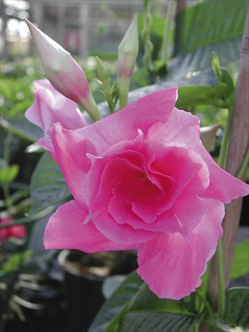 Photos von Blumenvarianten benutzt als: Terrasse, Topf Dipladenia (Mandevilla) SuperTrouper™