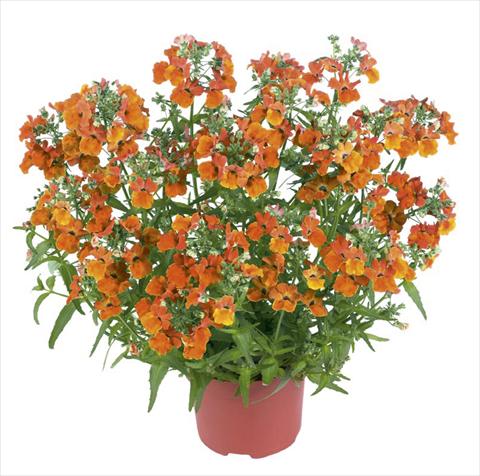 Photos von Blumenvarianten benutzt als: Topf und Beet Nemesia Angelart Orange