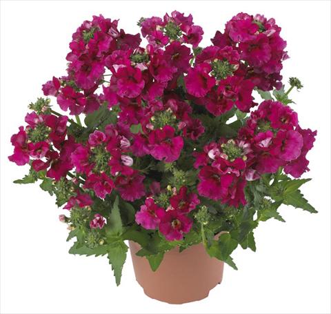Photos von Blumenvarianten benutzt als: Topf und Beet Nemesia Angelart Raspberry