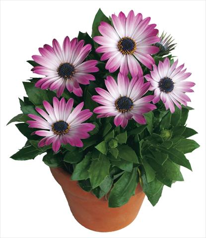 Photos von Blumenvarianten benutzt als: Topf und Beet Osteospermum Margarita Pink Bicolor