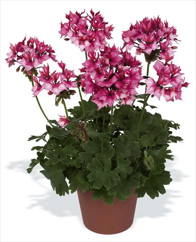 Photos von Blumenvarianten benutzt als: Topf, Beet, Terrasse Pelargonium zonale pac® Fireworks Bicolor