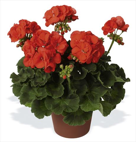 Photos von Blumenvarianten benutzt als: Topf, Beet, Terrasse Pelargonium zonale pac® Morning Sun