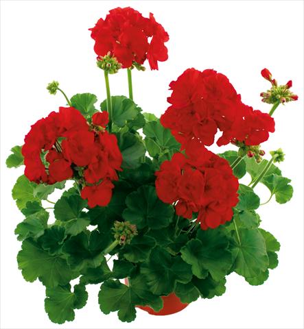 Photos von Blumenvarianten benutzt als: Beet, Topf oder Ampel Pelargonium zonale Summer Idols® Dark Red