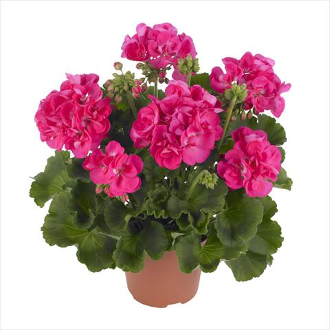Photos von Blumenvarianten benutzt als: Topf, Beet, Terrasse Pelargonium zonale Summer Idols® Hot Pink