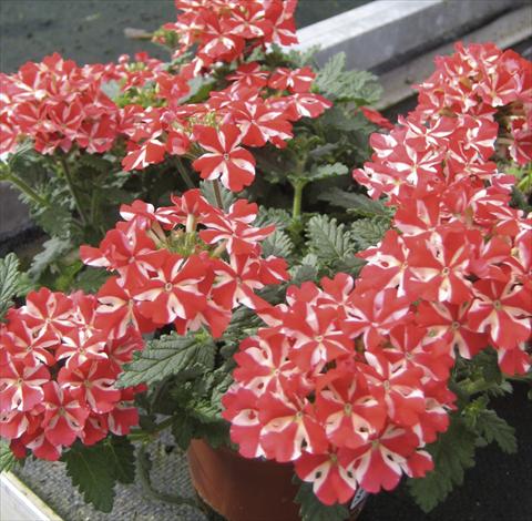 Photos von Blumenvarianten benutzt als: Topf, Beet, Terrasse, Ampel Verbena Veralia Voodoo Star