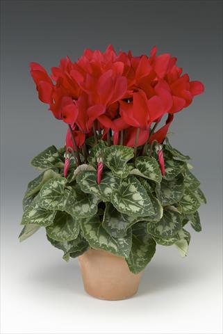 Photos von Blumenvarianten benutzt als: Topf, Beet, Terrasse Cyclamen persicum midi Intermezzo Red