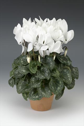 Photos von Blumenvarianten benutzt als: Topf, Beet, Terrasse Cyclamen persicum midi Intermezzo White