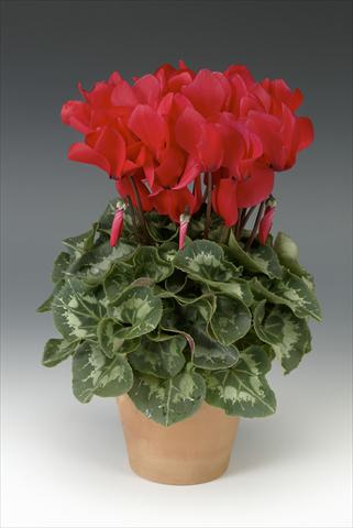 Photos von Blumenvarianten benutzt als: Topf, Beet, Terrasse Cyclamen persicum Maxora Bright Red