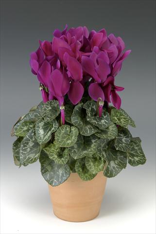 Photos von Blumenvarianten benutzt als: Topf, Beet, Terrasse Cyclamen persicum Maxora Deep Purple