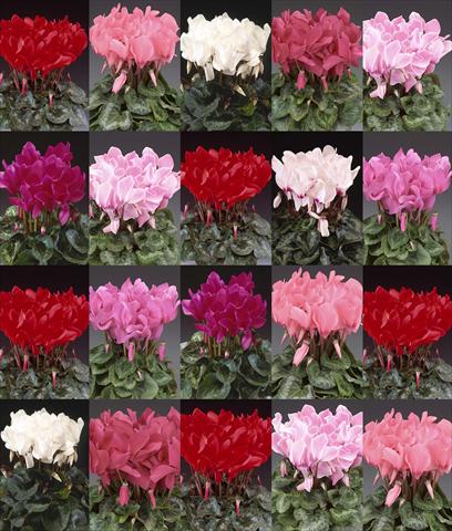 Photos von Blumenvarianten benutzt als: Topf, Beet, Terrasse Cyclamen persicum Maxora EasyMix