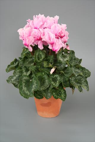 Photos von Blumenvarianten benutzt als: Topf, Beet, Terrasse Cyclamen persicum Maxora Fringed Light pink Eye