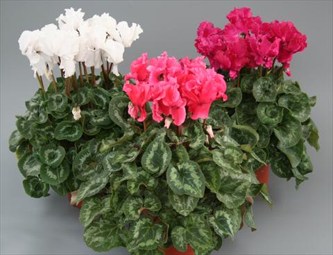 Photos von Blumenvarianten benutzt als: Topf, Beet, Terrasse Cyclamen persicum Maxora Fringed Mix
