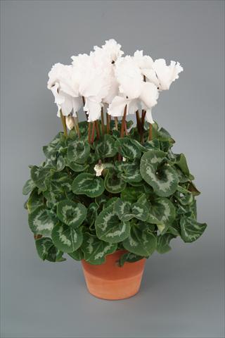 Photos von Blumenvarianten benutzt als: Topf, Beet, Terrasse Cyclamen persicum Maxora Fringed White