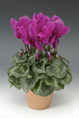 Photos von Blumenvarianten benutzt als: Topf, Beet, Terrasse Cyclamen persicum Maxora Light Purple