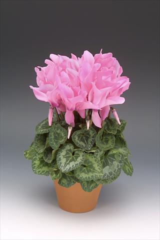 Photos von Blumenvarianten benutzt als: Topf, Beet, Terrasse Cyclamen persicum Maxora Neon Pink