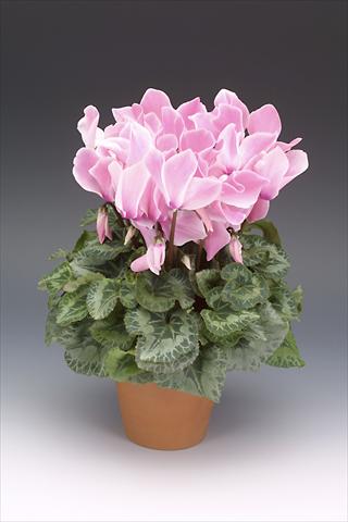Photos von Blumenvarianten benutzt als: Topf, Beet, Terrasse Cyclamen persicum Maxora Pink Flamed
