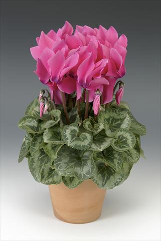 Photos von Blumenvarianten benutzt als: Topf, Beet, Terrasse Cyclamen persicum Maxora Pink with eye