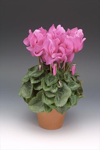 Photos von Blumenvarianten benutzt als: Topf, Beet, Terrasse Cyclamen persicum Maxora Pink