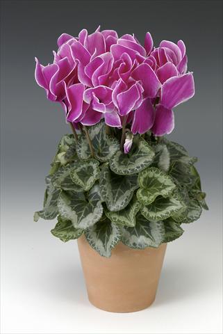 Photos von Blumenvarianten benutzt als: Topf, Beet, Terrasse Cyclamen persicum Maxora Purple Flamed