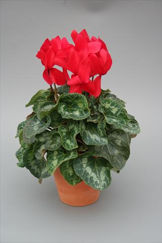 Photos von Blumenvarianten benutzt als: Topf, Beet, Terrasse Cyclamen persicum Maxora Red