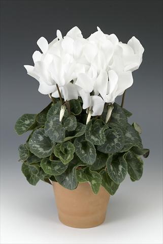 Photos von Blumenvarianten benutzt als: Topf, Beet, Terrasse Cyclamen persicum Maxora White