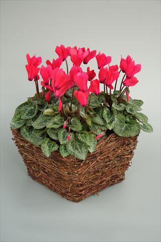 Photos von Blumenvarianten benutzt als: Topf und Beet Cyclamen persicum mini Melody Outdoor Deep Rose