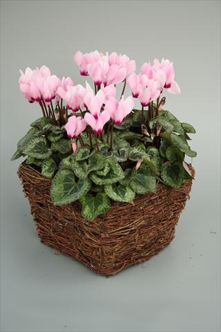 Photos von Blumenvarianten benutzt als: Topf und Beet Cyclamen persicum mini Melody Outdoor Light Pink Eye