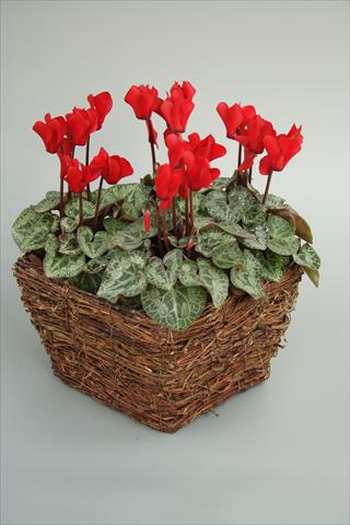 Photos von Blumenvarianten benutzt als: Topf und Beet Cyclamen persicum mini Melody Outdoor Red