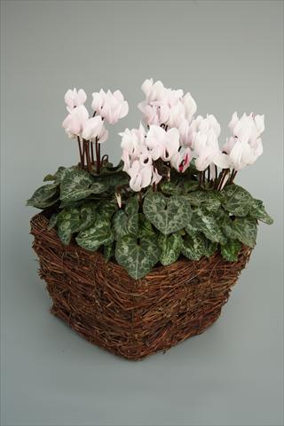 Photos von Blumenvarianten benutzt als: Topf und Beet Cyclamen persicum mini Melody Outdoor White