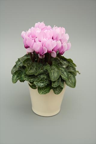 Photos von Blumenvarianten benutzt als: Topf, Beet, Terrasse Cyclamen persicum mini Musical Light Lilac Eye