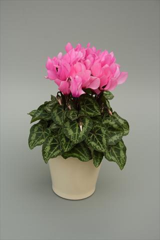 Photos von Blumenvarianten benutzt als: Topf, Beet, Terrasse Cyclamen persicum mini Musical Light Pink