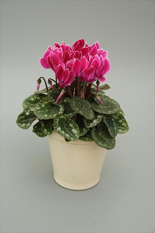 Photos von Blumenvarianten benutzt als: Topf, Beet, Terrasse Cyclamen persicum mini Musical Purple Flame