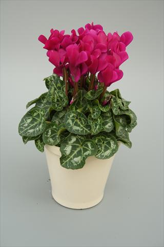 Photos von Blumenvarianten benutzt als: Topf, Beet, Terrasse Cyclamen persicum mini Musical Purple