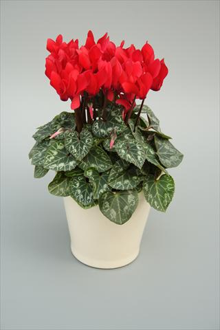 Photos von Blumenvarianten benutzt als: Topf, Beet, Terrasse Cyclamen persicum mini Musical Red