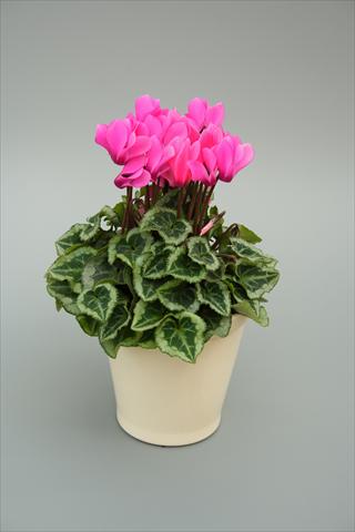 Photos von Blumenvarianten benutzt als: Topf, Beet, Terrasse Cyclamen persicum mini Musical Rose