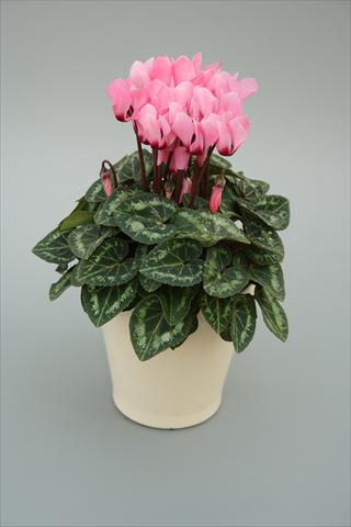 Photos von Blumenvarianten benutzt als: Topf, Beet, Terrasse Cyclamen persicum mini Musical Soft Pink Eye