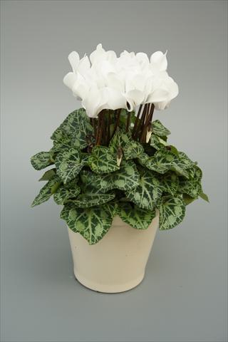 Photos von Blumenvarianten benutzt als: Topf, Beet, Terrasse Cyclamen persicum mini Musical White