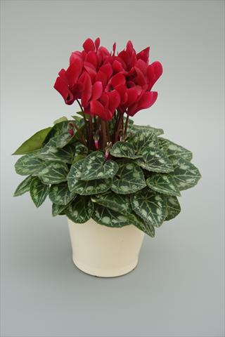 Photos von Blumenvarianten benutzt als: Topf, Beet, Terrasse Cyclamen persicum mini Musical Wine Red