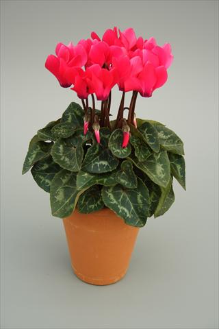Photos von Blumenvarianten benutzt als: Topf und Beet Cyclamen persicum mini Picola Bright Pink