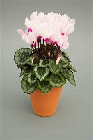 Photos von Blumenvarianten benutzt als: Topf, Beet, Terrasse Cyclamen persicum mini Picola Light Pink Eye