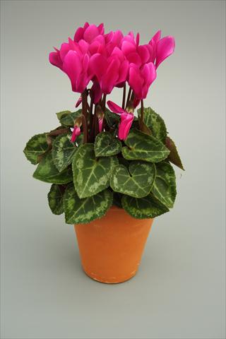 Photos von Blumenvarianten benutzt als: Topf und Beet Cyclamen persicum mini Picola Light Purple