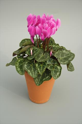 Photos von Blumenvarianten benutzt als: Topf und Beet Cyclamen persicum mini Picola Lilac